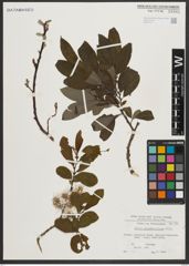 Foto von Salix appendiculata Vill.